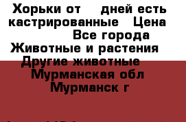   Хорьки от 35 дней есть кастрированные › Цена ­ 2 000 - Все города Животные и растения » Другие животные   . Мурманская обл.,Мурманск г.